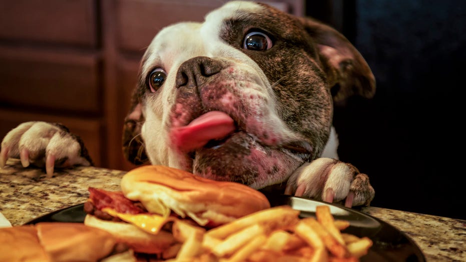 dog-burger.jpg