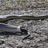A python spits out another python after devouring it at Parry Creek Farm in Wyndham, Western Australia, May 20, 2019.