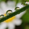Daisies are seen in raindrops on a blade of grass in Laatzen, Germany, May 21, 2019. 