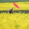 A woman struggles with her umbrella as she walks between rape fields in Altheim, Germany, May 9, 2019.