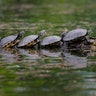 Turtles warm themselves by sitting on a tree branch in a park in Bucharest, Romania, April 29, 2019. 