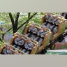 Shaven-headed children ride a roller coaster during their visit to the Everland amusement park in Yongin, South Korea, May 2, 2019. 