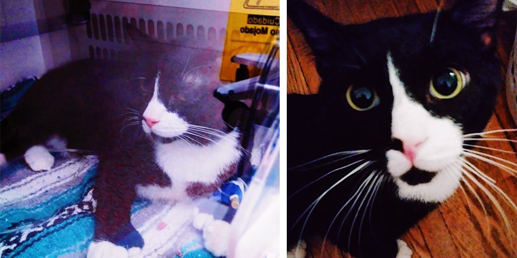 Minnesota cat recovering after sneaking into washing machine, survives wash cycle