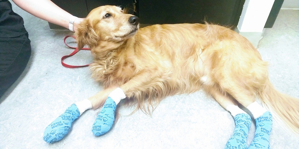 treatment for burned dog paws