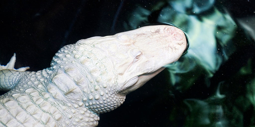 Rare albino alligator babies hatched at Wild Florida