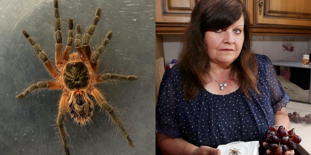 tony tarantula