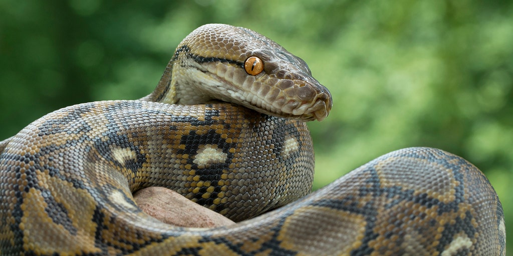 Record snake world longest Python caught