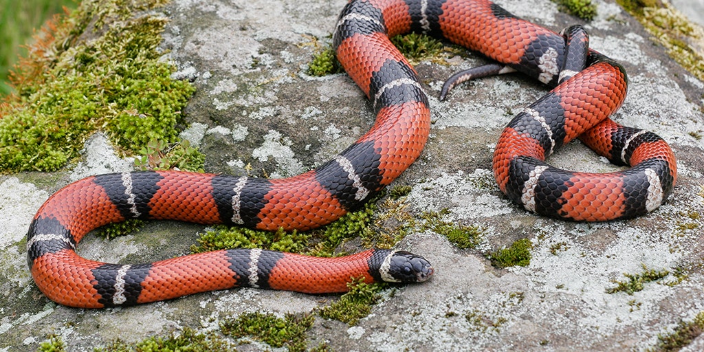 Download Massachusetts Mom In Shock After Snake Bites 9 Month Old Baby In Kitchen Fox News