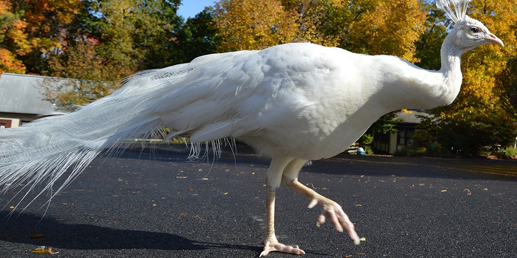 Beloved White Peacock Killed By Lion At New York Zoo Fox News Beloved White Peacock Killed By Lion At New York Zoo Fox News