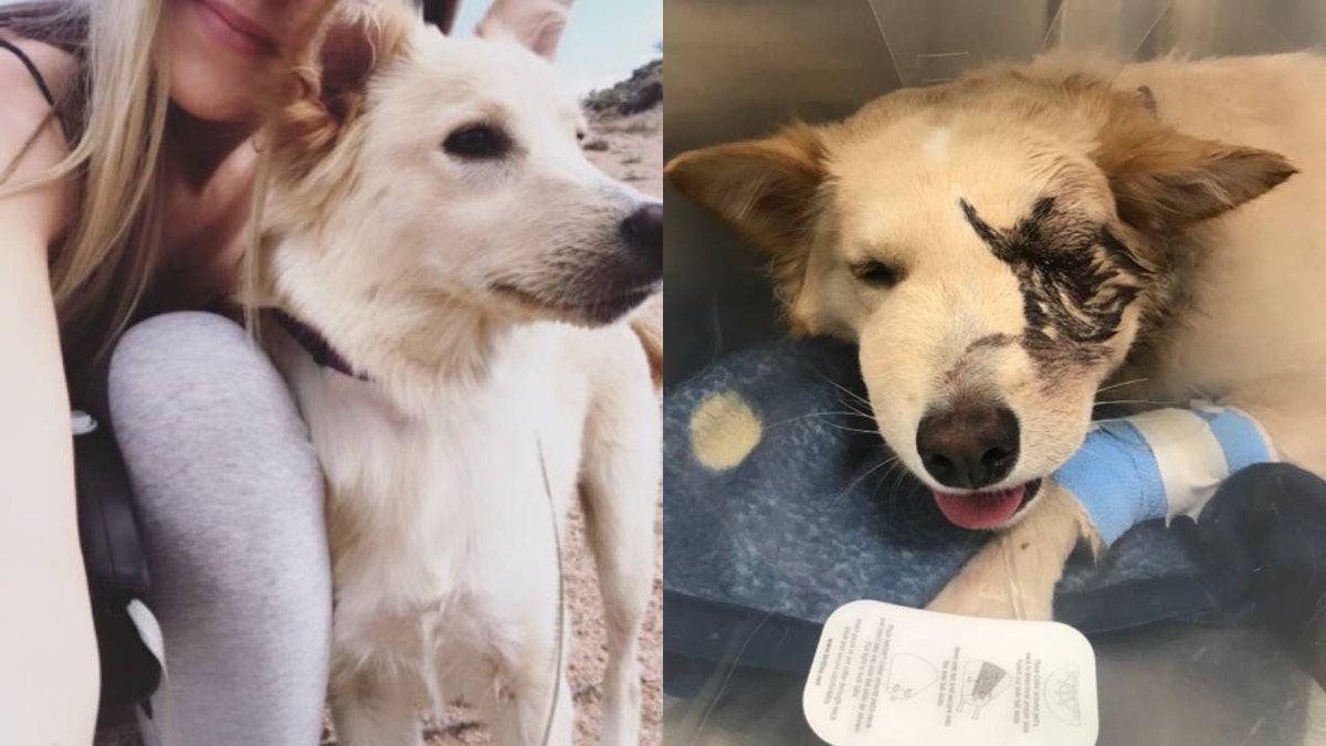 An Arizona woman has set up a GoFundMe for her beloved dog who now needs its eye removed after being attacked by a rattlesnake during a hike in the Superstition Mountains. (Nicole Hardenbrook)