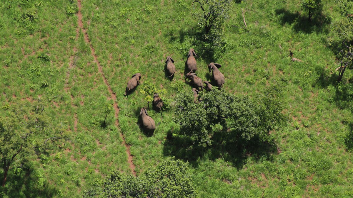 The work by WCS and Mozambique is bucking the trend elsewhere in Africa, where the population of elephants across the continent has dropped by a fifth in the past decade.
