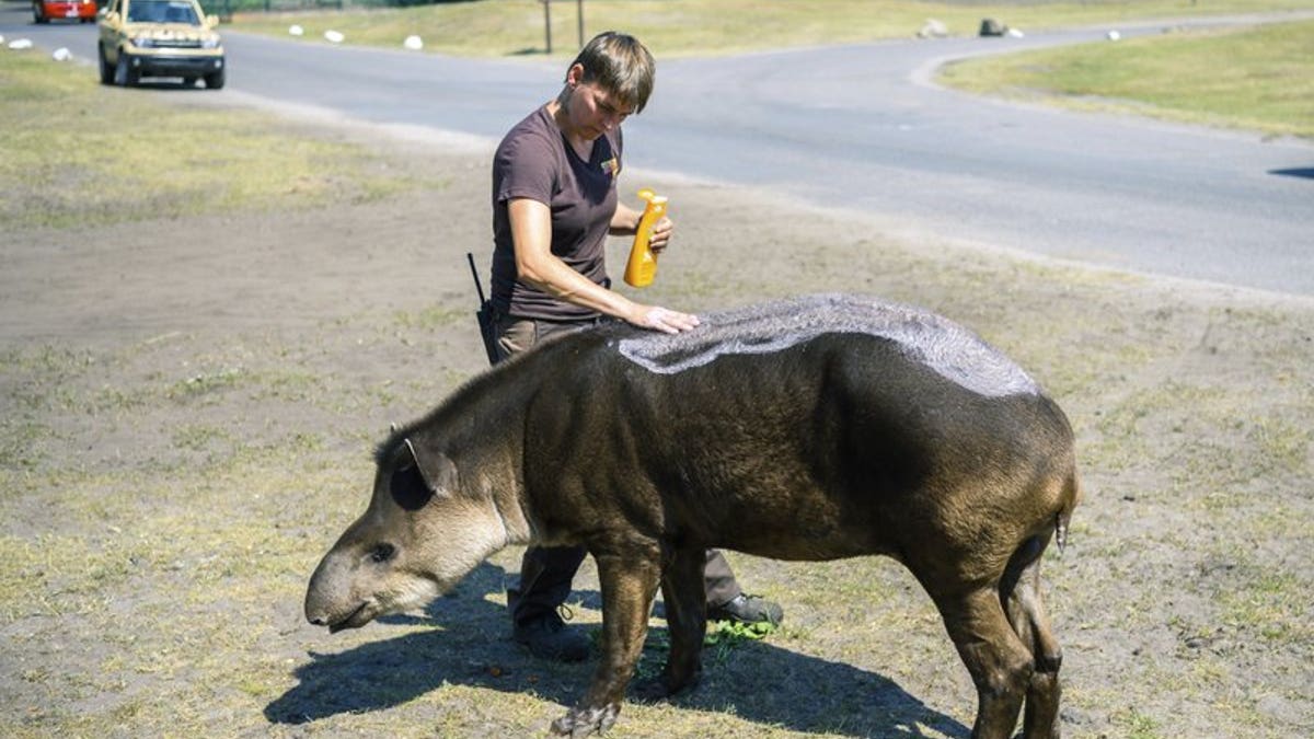 An animal keeper puts suntan lotion on a lowland tapir during the hot summer weather in an animal park in Hodenhagen, Germany, Wednesday, June 26, 2019. Germany faces a heatwave with high temperatures and UV radiation.