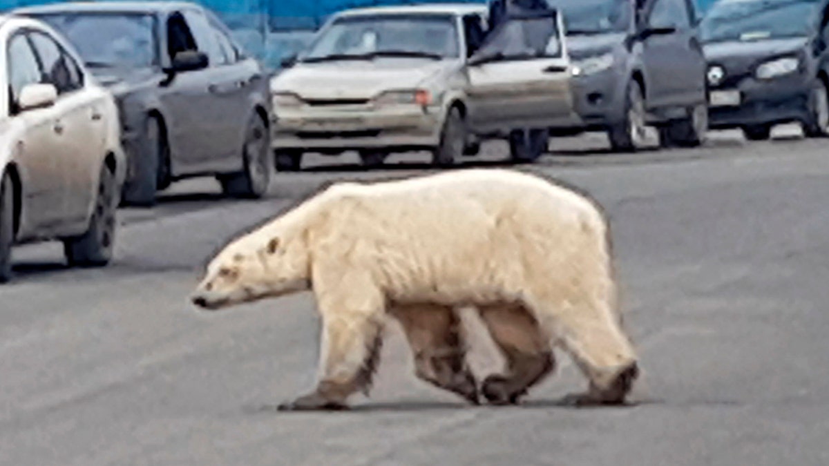 This image taken from video released by @putoranatour/Oleg Krashevsky on Monday, June 17, 2019, shows a polar bear crossing a road in Norilsk, Russia.