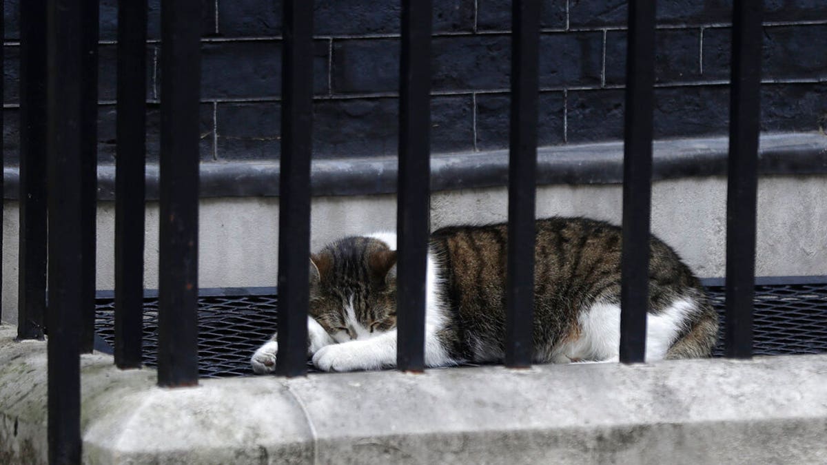 Larry, the 10 Downing Street cat and Chief Mouser to the Cabinet Office sleeps in the street before the arrival of President Donald Trump in central London, Tuesday, June 4, 2019. 
