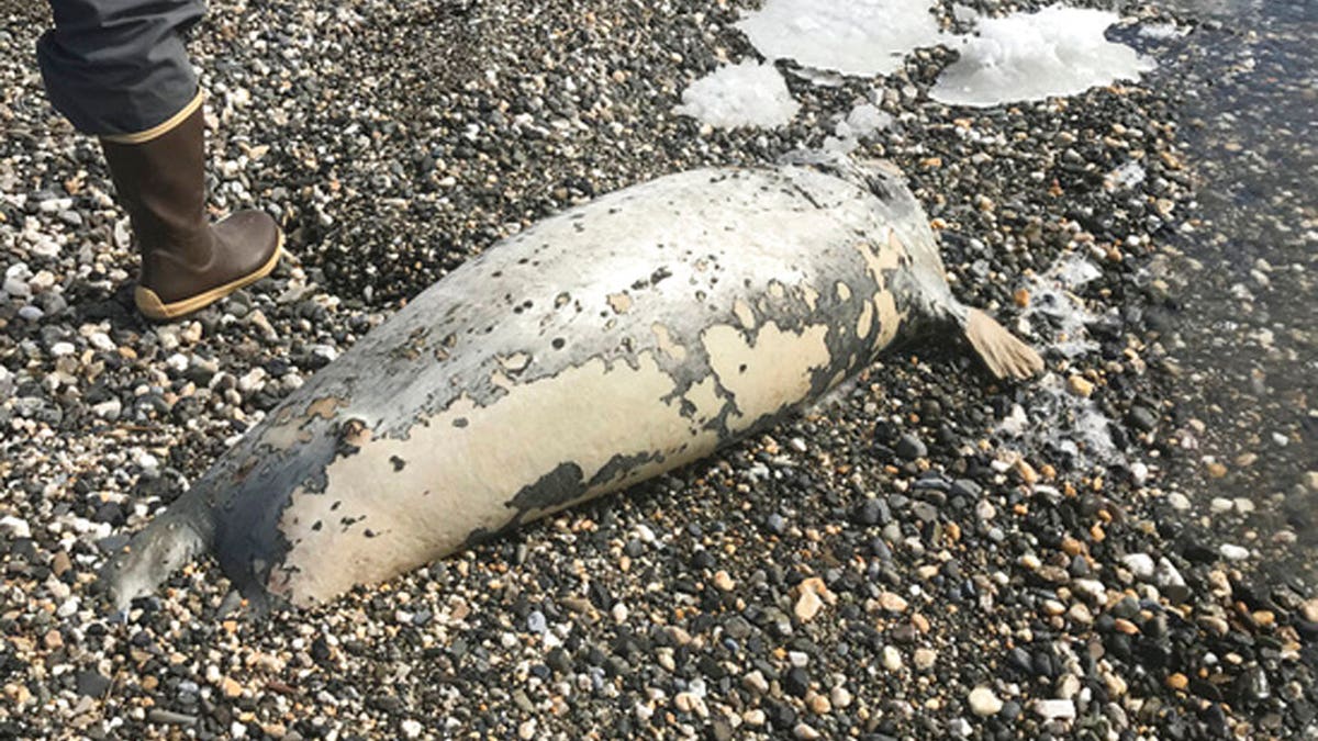 This photo from May shows a dead seal found on a beach near Kotzebue, Alaska.