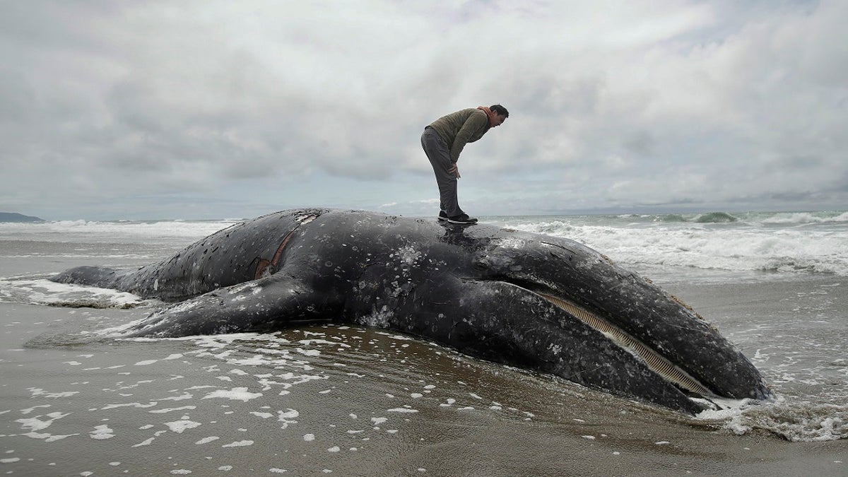 In this May 6 photo, Duat Mai stands atop a dead whale at Ocean Beach in San Francisco. (AP Photo/Jeff Chiu, File)