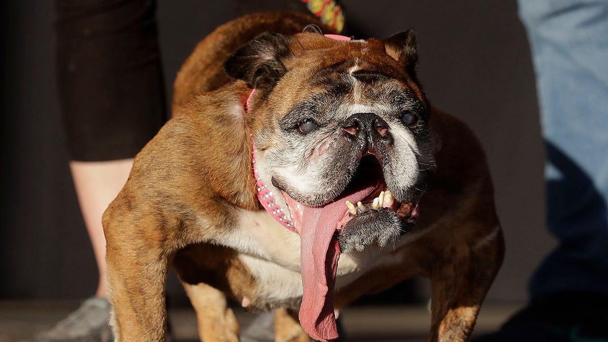 Zsa Zsa, an English Bulldog, won in 2018.