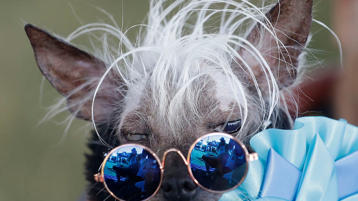 Rascal Deux competed in last year's competition. (Associated Press)