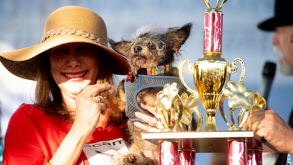 Scamp the Tramp is held by Darlene Wright after winning the World's Ugliest Dog Contest at the Sonoma-Marin Fair in Petaluma, Calif., on Friday, June 21, 2019. (Associated Press)