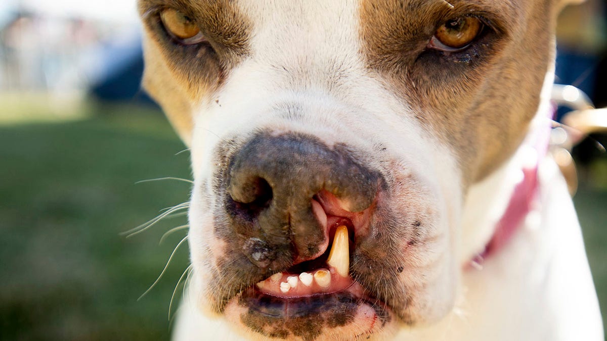 Puka prepares to compete in this year's Ugliest Dog Contest at the Sonoma-Marin Fair in Petaluma. (Associated Press)