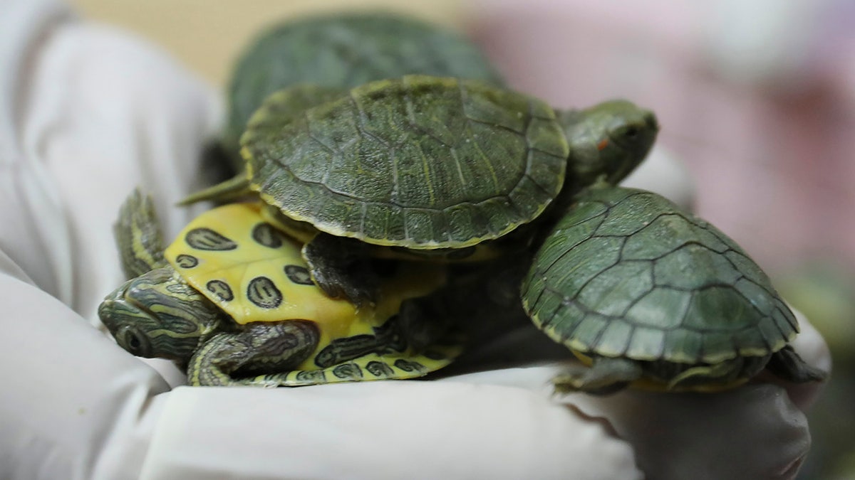 Customs officials display seized turtles at the customs office Wednesday, June 26, 2019, in Sepang, Malaysia. Two Indian citizens were arrested due to smuggling attempt into the country on a flight from Guangzhou, China with thirty-two small boxes packed with 5,225 red-eared slider turtles. (AP Photo/Vincent Thian)