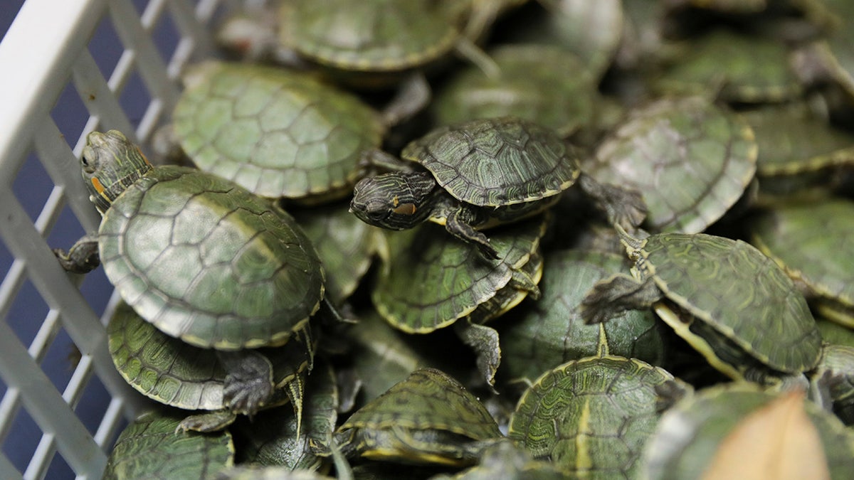 Customs officials display seized turtles at the customs office Wednesday, June 26, 2019, in Sepang, Malaysia. Two Indian citizens were arrested due to smuggling attempt into the country on a flight from Guangzhou, China with thirty-two small boxes packed with 5,225 red-eared slider turtles. (AP Photo/Vincent Thian)