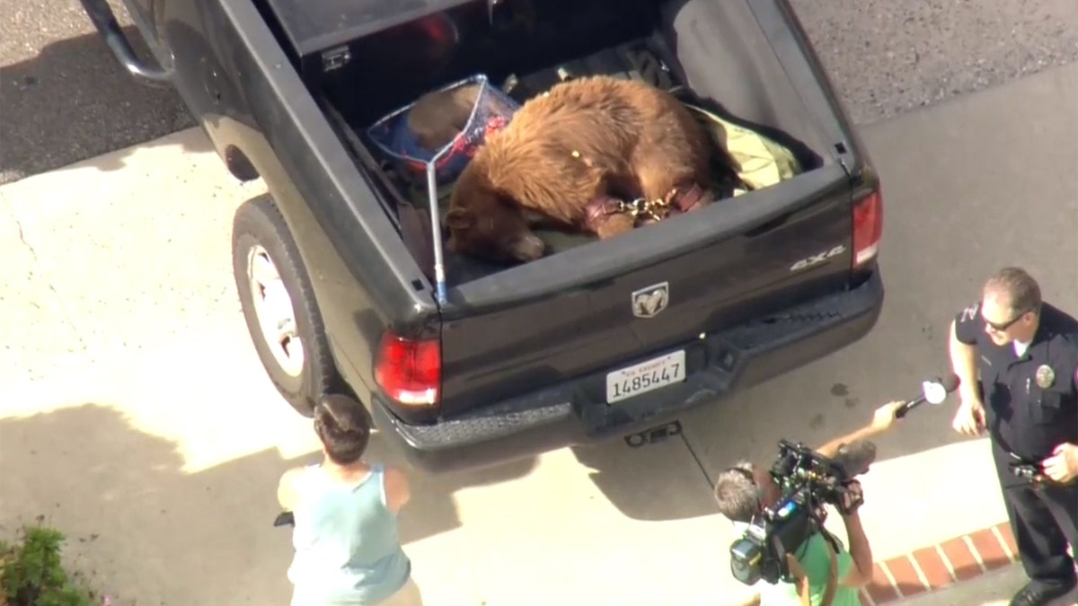 A mother bear slashed and bit a man in a Los Angeles suburb after the man's dog tried to attack the bear's cub and the animal went after the dog.