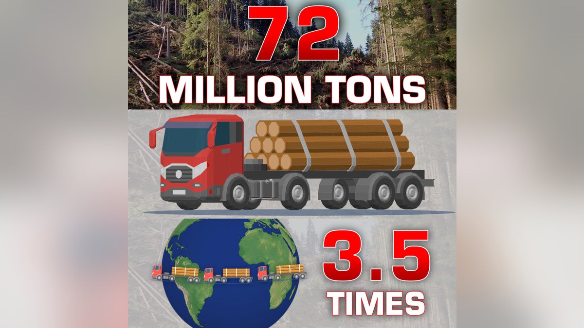 The Florida Forest Service estimates that Michael left 72 million tons of rotting timber on the ground, enough to fill 2.5 million log trucks, which would wrap around the earth 3.5 times.