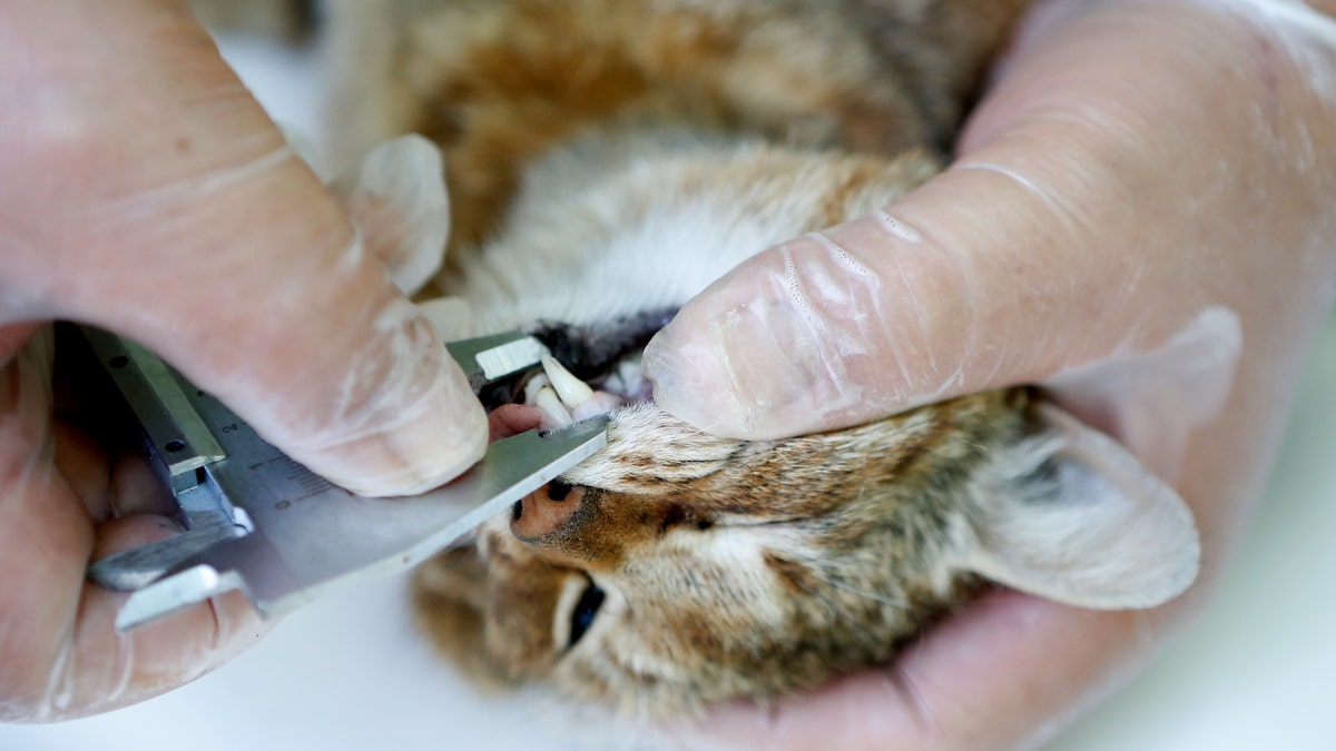 An employee of the French Forest and Hunting Office (Office Nationale des Forets et de la Chasse) measures the teeth of a "cat-fox" on June 12, 2019 in Asco on the French Mediterranean island of Corsica.