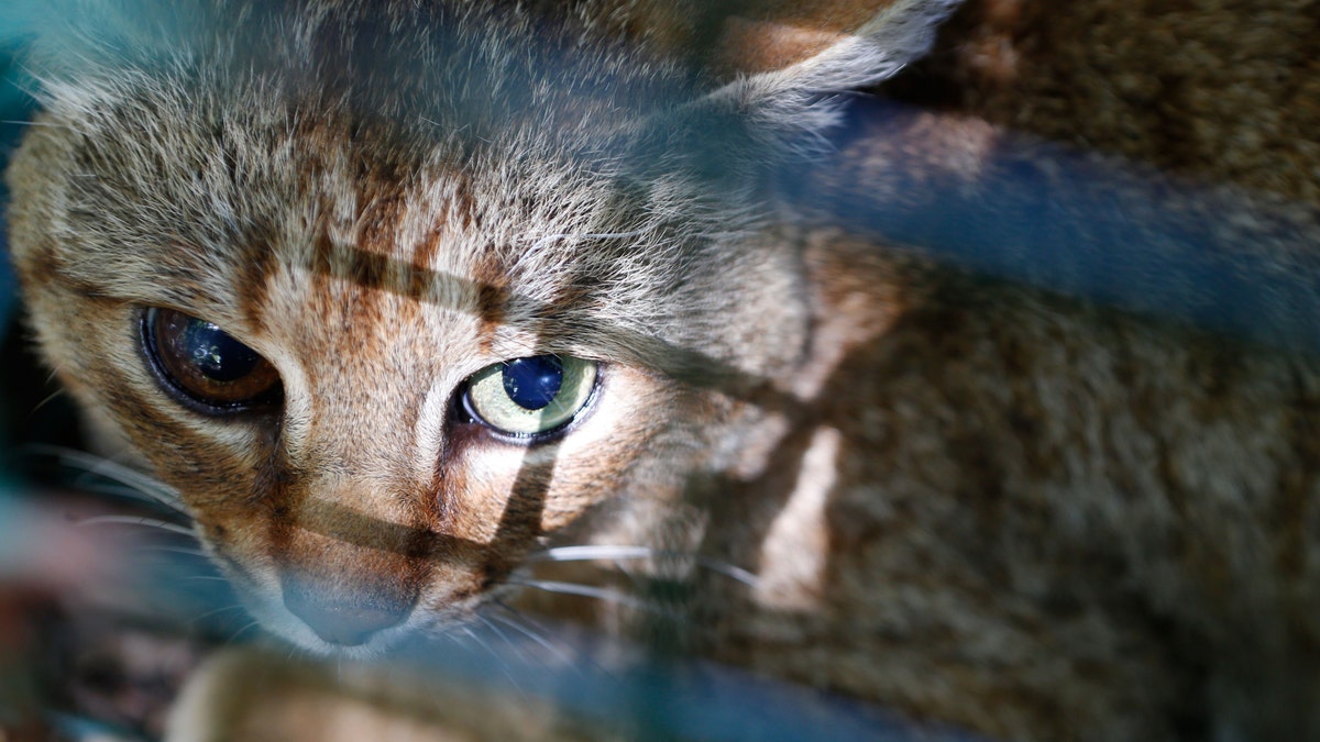 A picture taken on June 12, 2019 in Asco on the French Mediterranean island of Corsica shows a "cat-fox" or "Felis Silvestris."