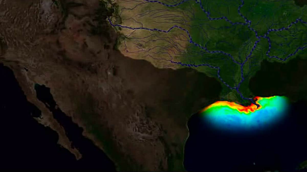 A visualization of the "dead zone" in the northern Gulf of Mexico.