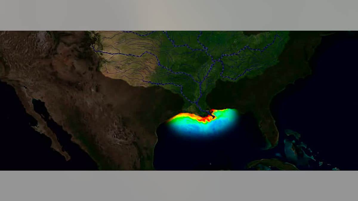 A visualization of the "dead zone" in the northern Gulf of Mexico.