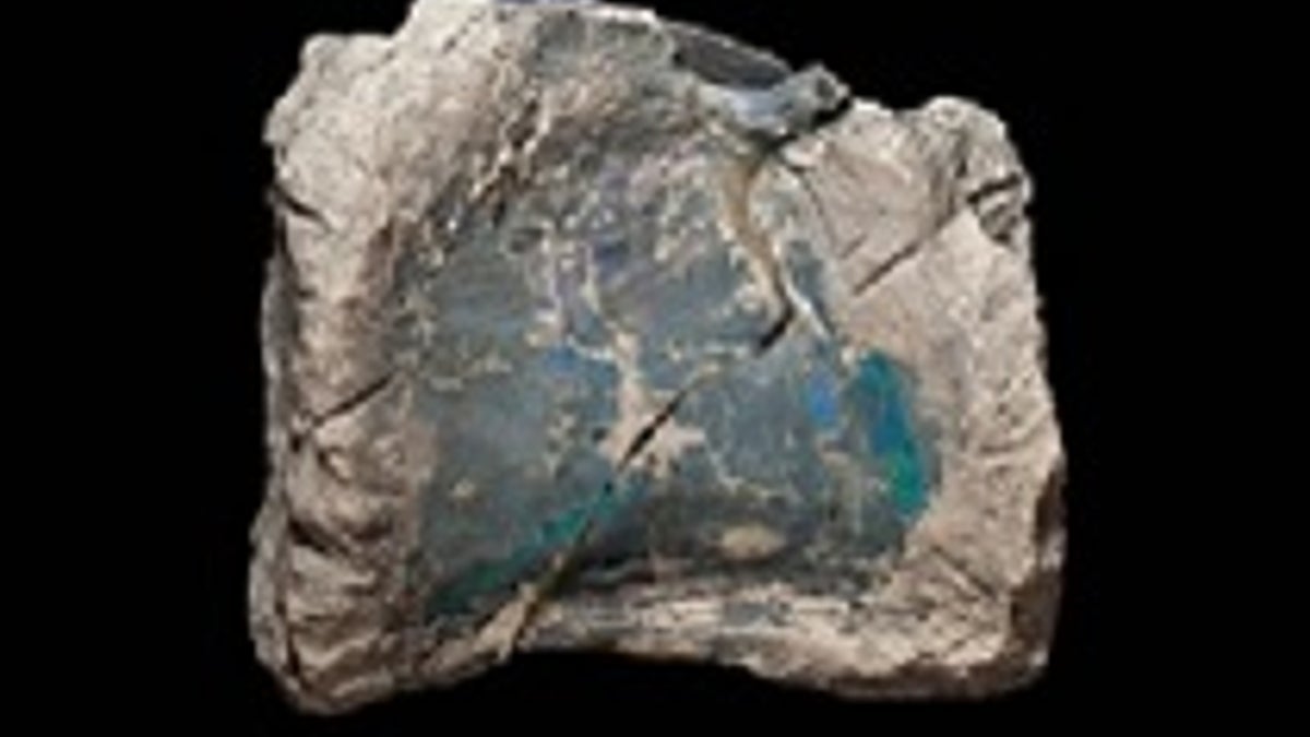 One of the fossil vertebrae of Fostoria, preserved in opal. (Photo by Robert A. Smith, courtesy Australian Opal Centre)