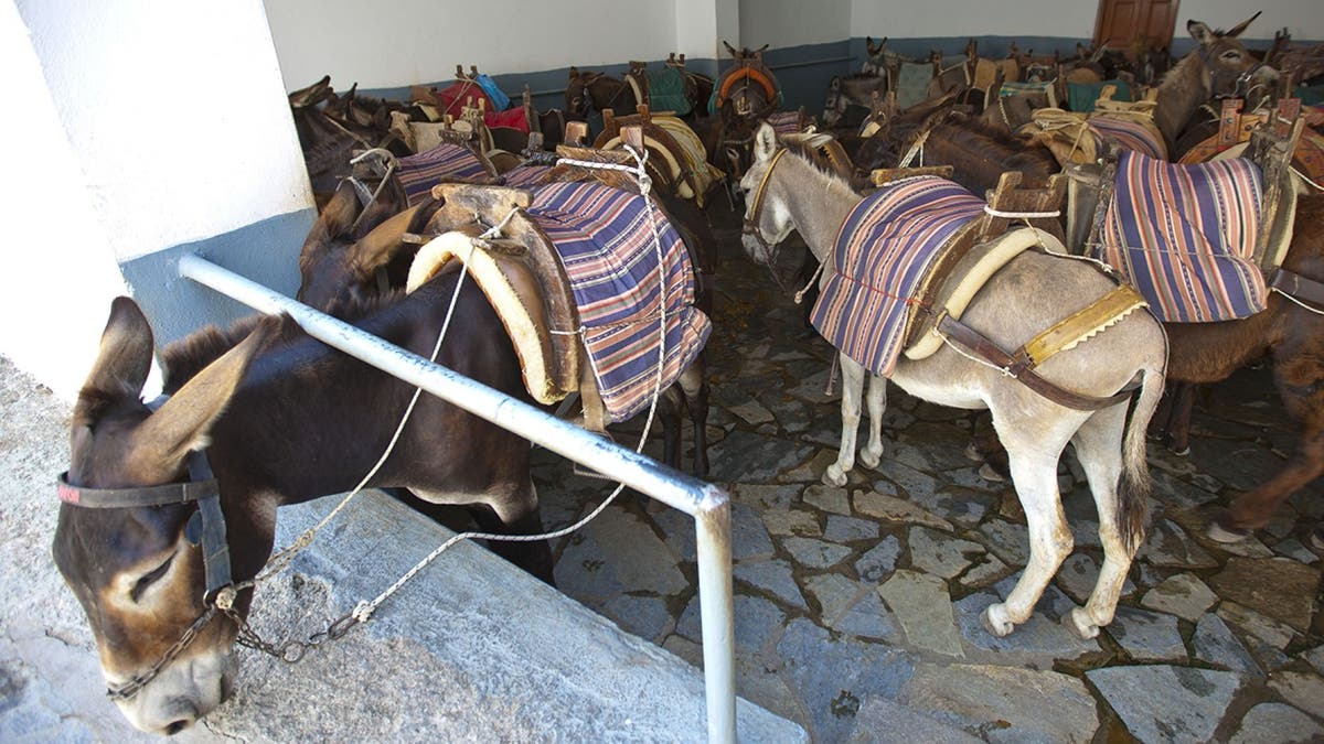 “The holiday season on islands is now a lot longer than it used to be, meaning that the donkeys are pretty much working the whole year round,” Christina Kaloudi, founder of the Santorini Animal Welfare Association said.