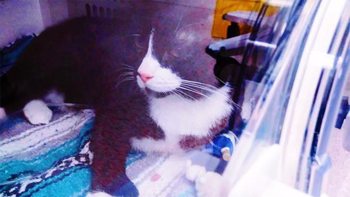 Felix inside an oxygen chamber at The Animal Emergency & Referral Center of Minnesota
