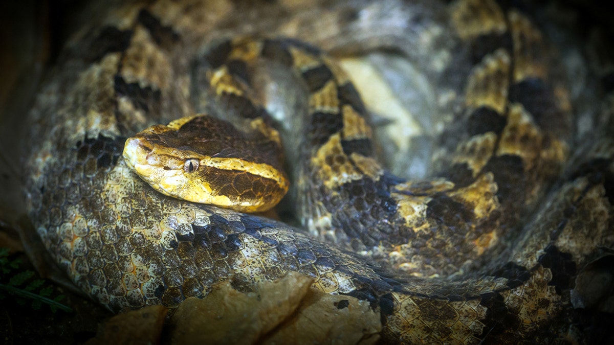 Toronto zoo saves woman bitten by venomous snake in Thailand | Fox