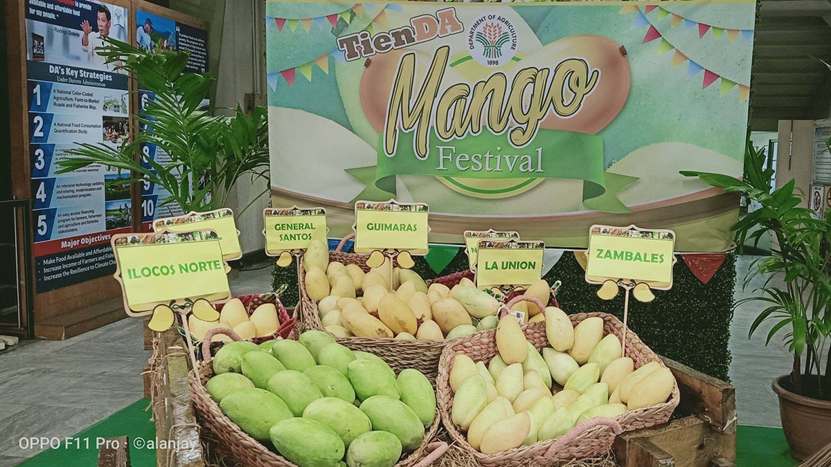 a number of mango farmers in Luzon express concern the "bumper harvest of mango" would go to waste.