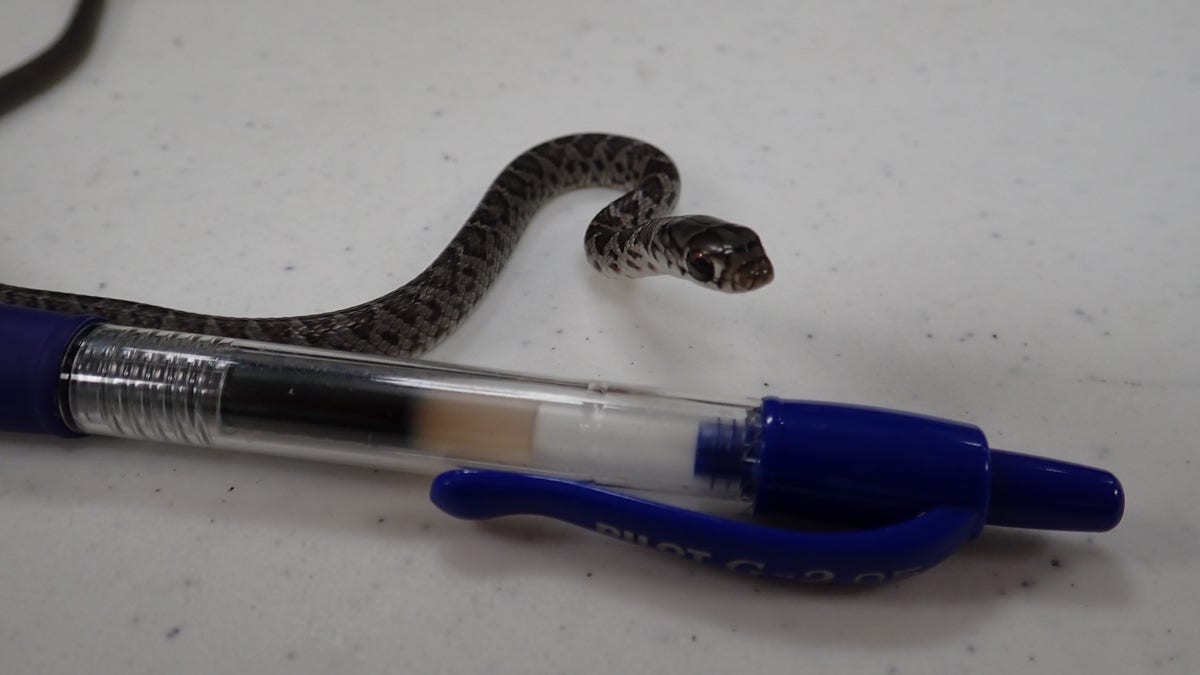 The small non-venomous snake, identified as a black racer snake, slithered into a man’s carry-on at Fort Lauderdale-Hollywood International Airport in Florida.