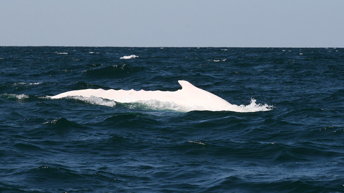 BYRON BAY, AUSTRALIA - SEPTEMBER 28: An Australian white humpback whale named Migaloo is seen off the coast of Byron Bay, Australia's most easterly point, on September 28, 2009 in Byron Bay, Australia. Migaloo is the only documented white humpback whale in the world and has been named as such meaning 'White Fella' in the Aborginal Australian language. The whale was first spotted in 1991. (Photo by Rob Dalton/Getty Images)