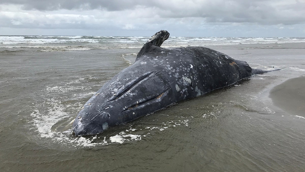 A stranded dead gray whale is pictured at Leadbetter Point State Park, Washington, U.S. in this April 3, 2019 handout photo. A necropsy found that it was unusually thin. John Weldon for the Northern Oregon/Southern Washington Marine Mammal Stranding Program under NOAA Fisheries Marine Mammal Health and Stranding Response Program/Handout via REUTERS.