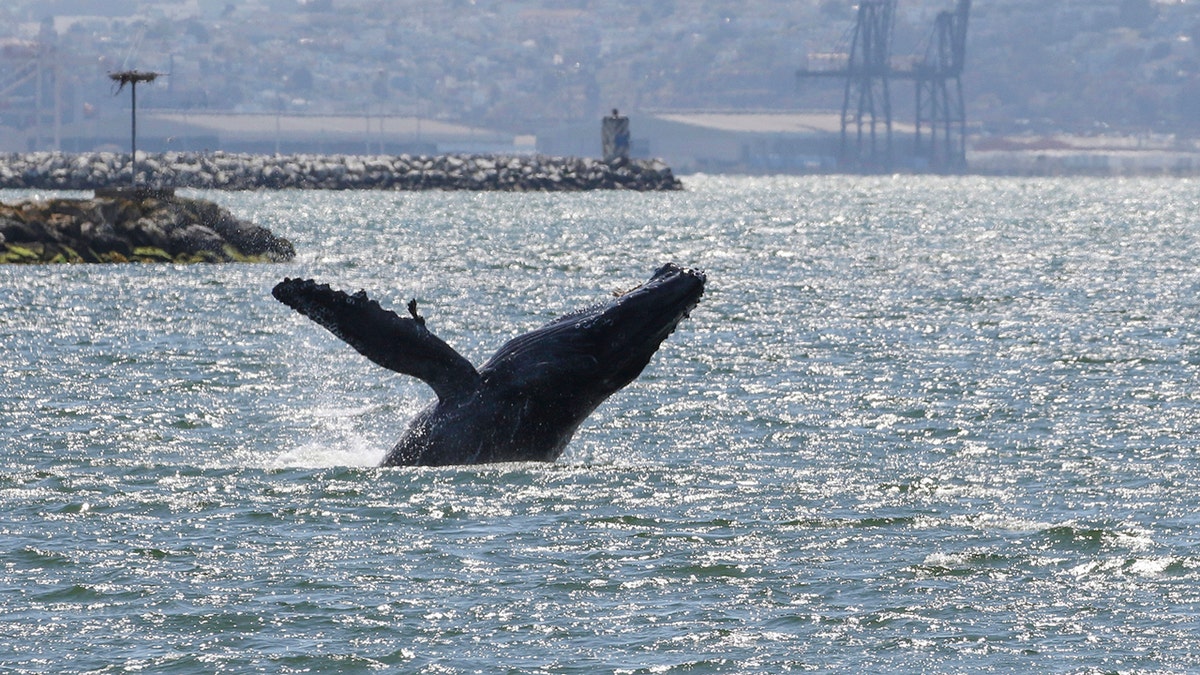 Humpback whale