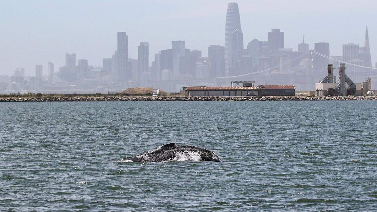 The humpback has remained in the waters near Alameda for more than two weeks. (Bill Keener/Marine Mammal Center via AP)