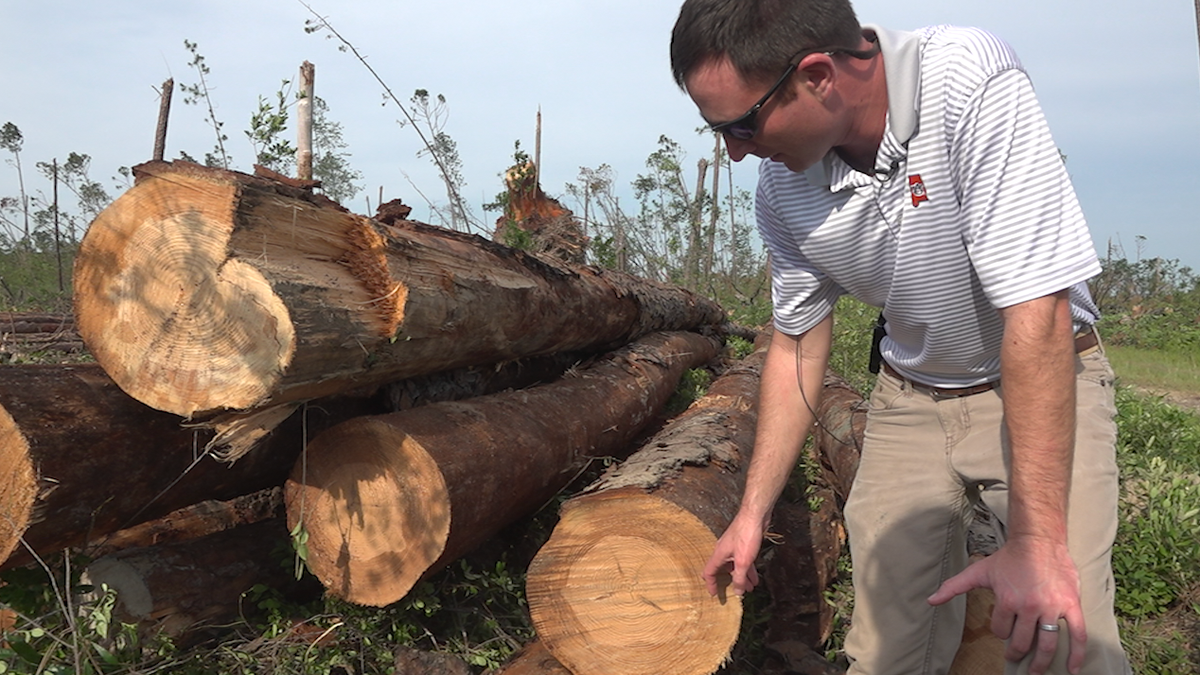 “This is 60 years-worth of work and effort that was destroyed in about three and a half hours," said timber farmer Will Leonard.