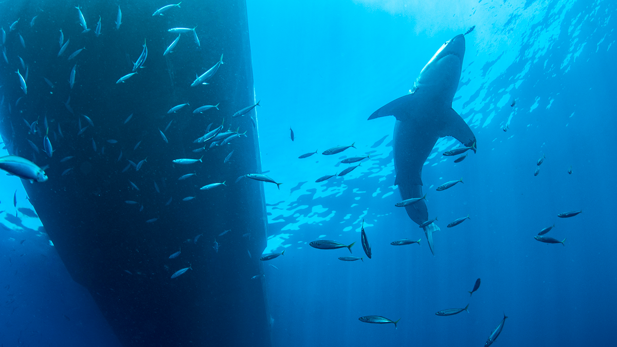 shark swimming with fish