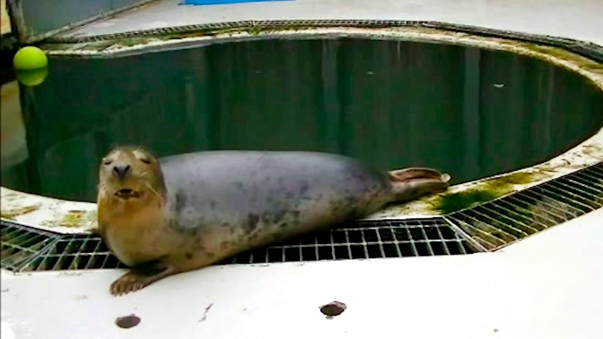 In this undated image made from video provided by the University of St. Andrews, a seal copies the sounds of the song Twinkle Twinkle Little Star, in St Andrews, Scotland. Researchers at the University of St. Andrews say gray seals can copy the sounds of human words and songs including "Twinkle, Twinkle, Little Star."