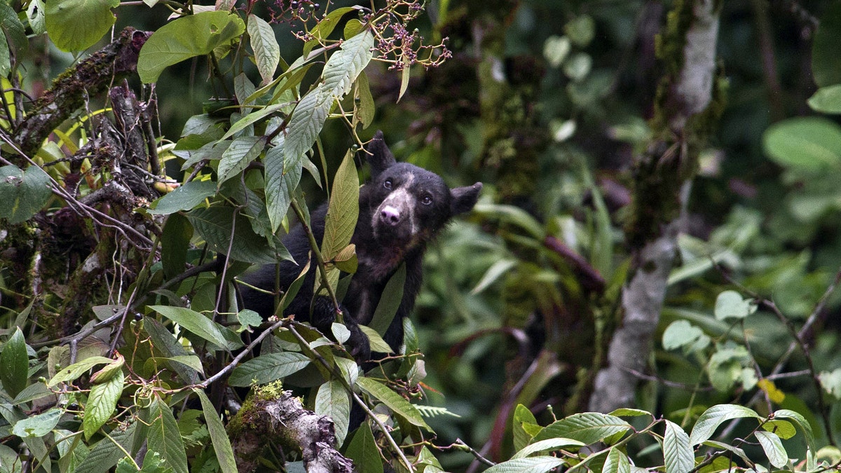 File photo - A wild spectacled bear (Tremarctos ornatus) is seen during the Birding Rally Challenge at "Aguas Calientes" near the Machu Picchu sanctuary in Cuzco on December 05, 2012.