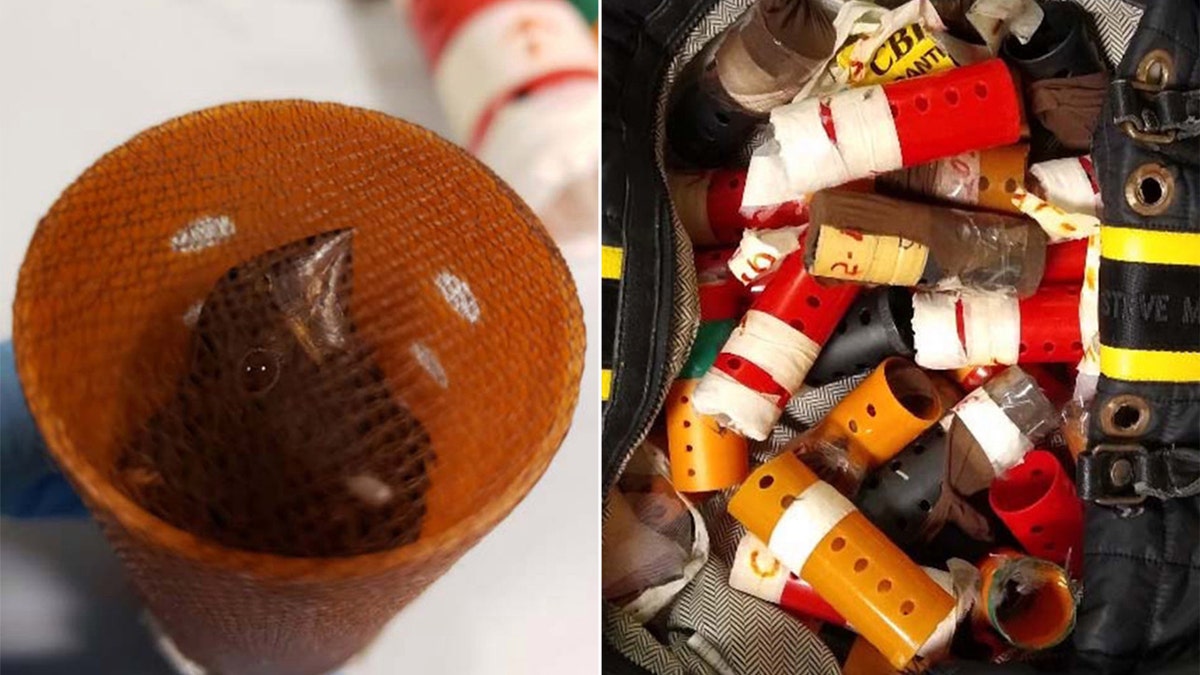 U.S. Customs and Border Protection nabbed a passenger attempting to smuggling 34 singing finches, each concealed inside a plastic hair curler, inside his carry-on bag.