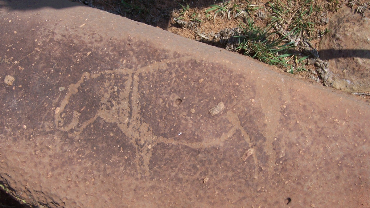 A rock carving of a hippo discovered at the site of the asteroid impact. (Dr. Matthew S. Huber)