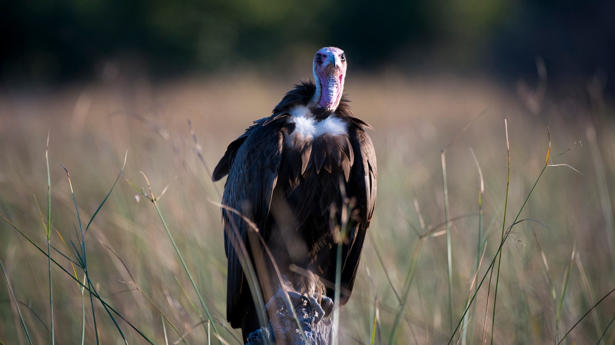 File photo - A Hooded Vulture (Necrosyrtes monachus) waiting to get to the scraps of a lion kill at the Linyanti Reserve near the Savuti Channel in northern part of Botswana.