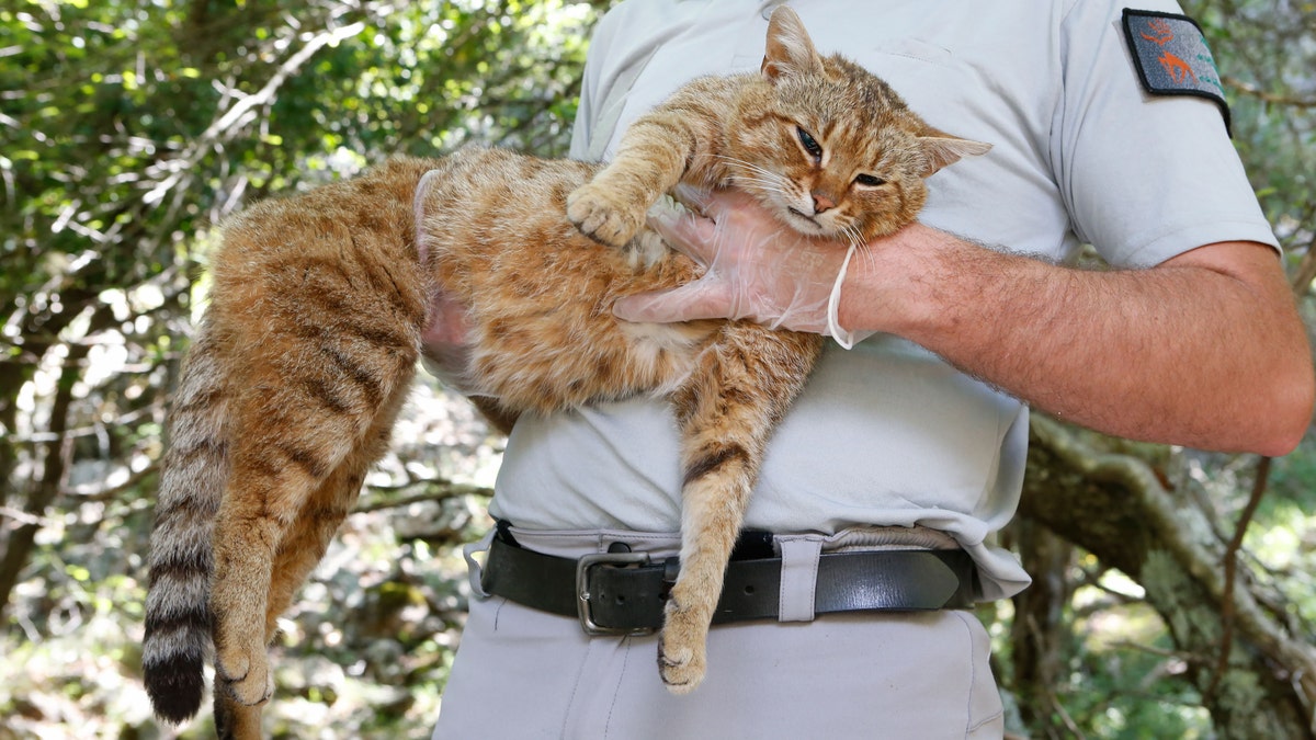 An employee of the French Forest and Hunting Office (Office Nationale des Forets et de la Chasse) Charles-Antoine Cecchini holds a "cat-fox" on June 12, 2019 in Asco on the French Mediterranean island of Corsica.